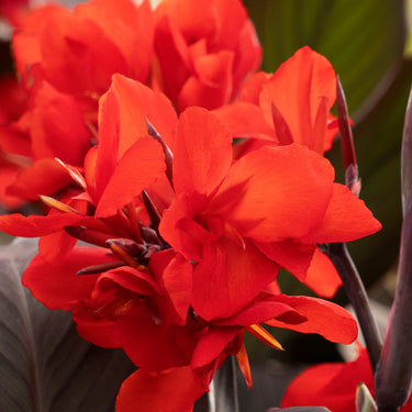 Cannova® Bronze Scarlet Canna Lily - Monrovia