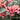 Cannova® Mango Canna Lily - Monrovia