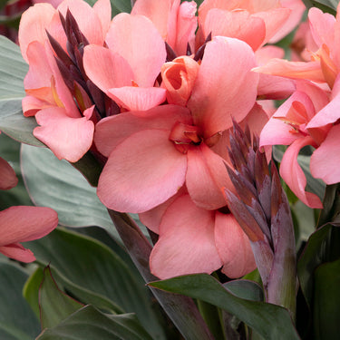 Cannova® Mango Canna Lily - Monrovia