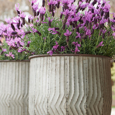 Javelin Forte Deep Purple Spanish Lavender - Monrovia