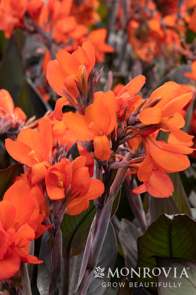 42849_canna_x_generalis_bronze