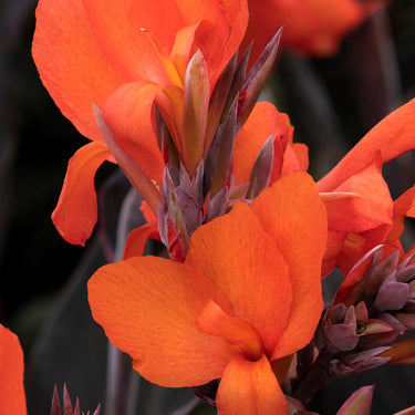 Cannova® Bronze Orange Canna Lily - Monrovia