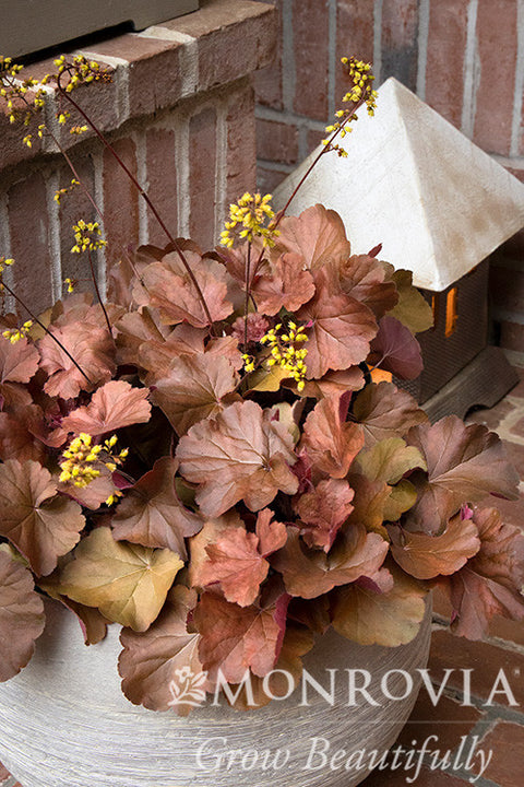 Sirens' Song Orange Delight Heuchera - Monrovia
