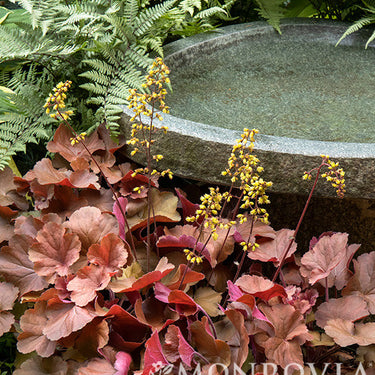 Sirens' Song Orange Delight Heuchera - Monrovia