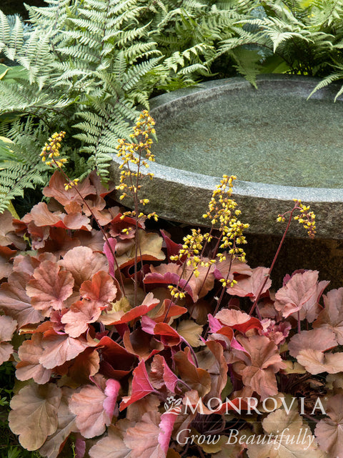 Sirens' Song Orange Delight Heuchera - Monrovia