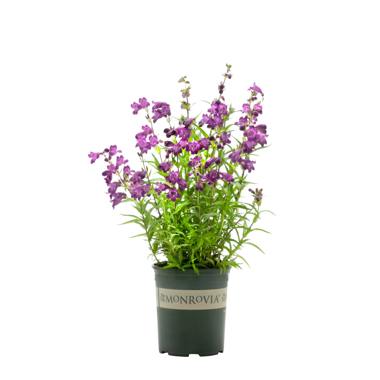 Harlequin Purple Beardtongue