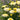Lemon Puff Shasta Daisy - Monrovia