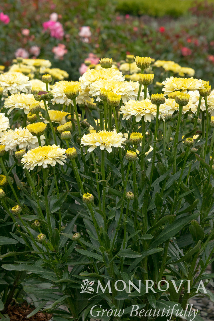 Lemon Puff Shasta Daisy - Thumbnail 2