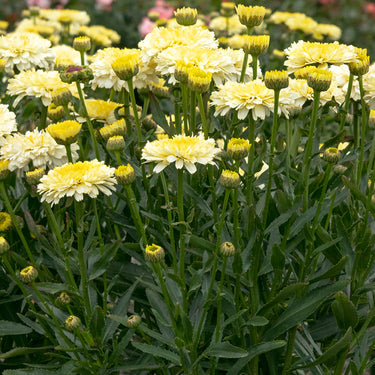 Lemon Puff Shasta Daisy - Monrovia