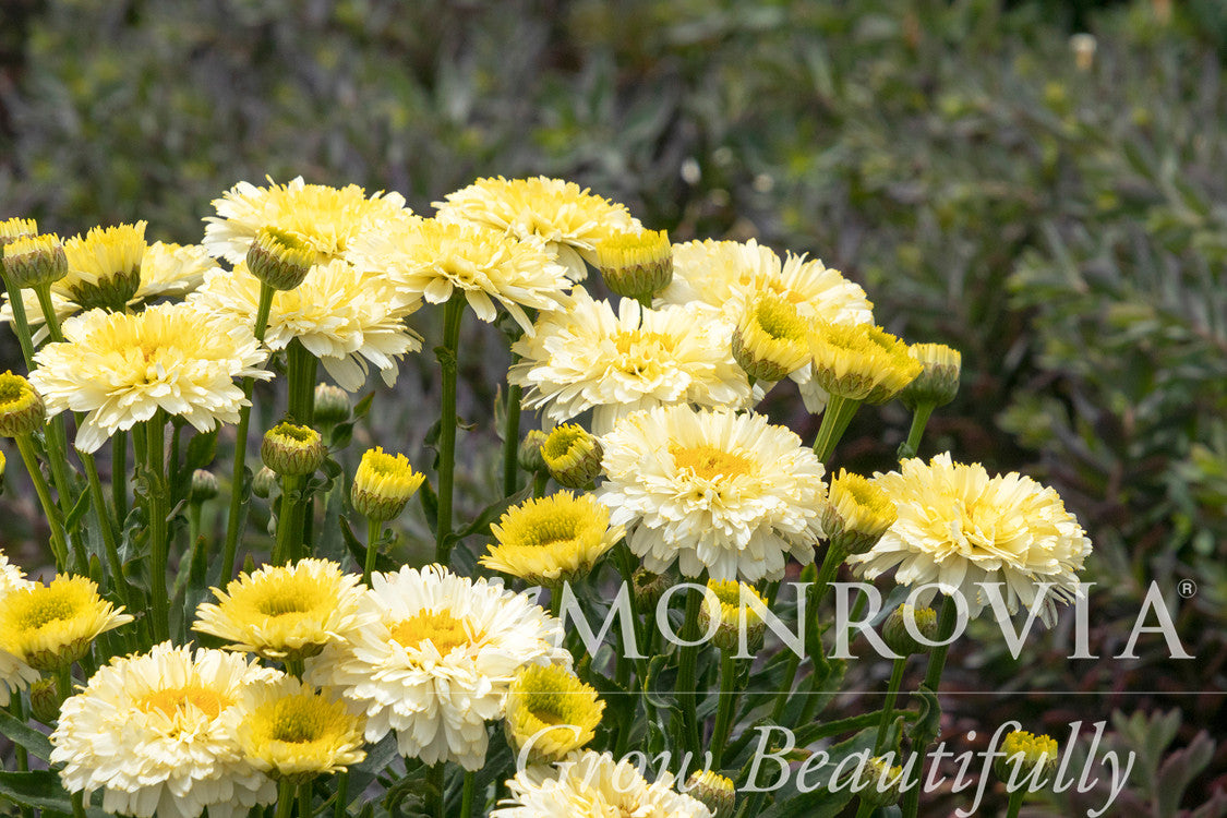 Lemon Puff Shasta Daisy - Thumbnail 3