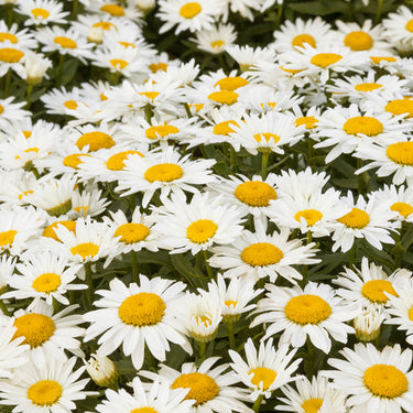 Shortstop Shasta Daisy - Monrovia