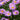 Fresco Purple River Daisy - Monrovia