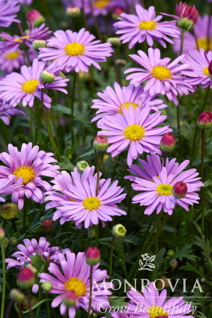 Fresco Purple River Daisy