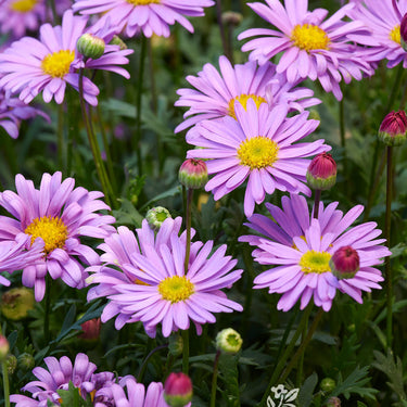 Fresco Purple River Daisy - Monrovia