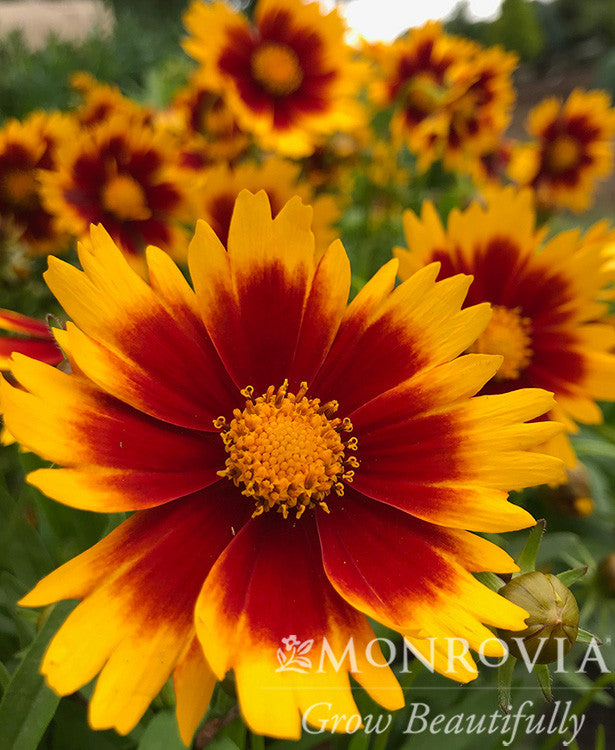 UpTick Gold & Bronze Coreopsis - Thumbnail 2