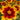 UpTick Gold & Bronze Coreopsis - Monrovia