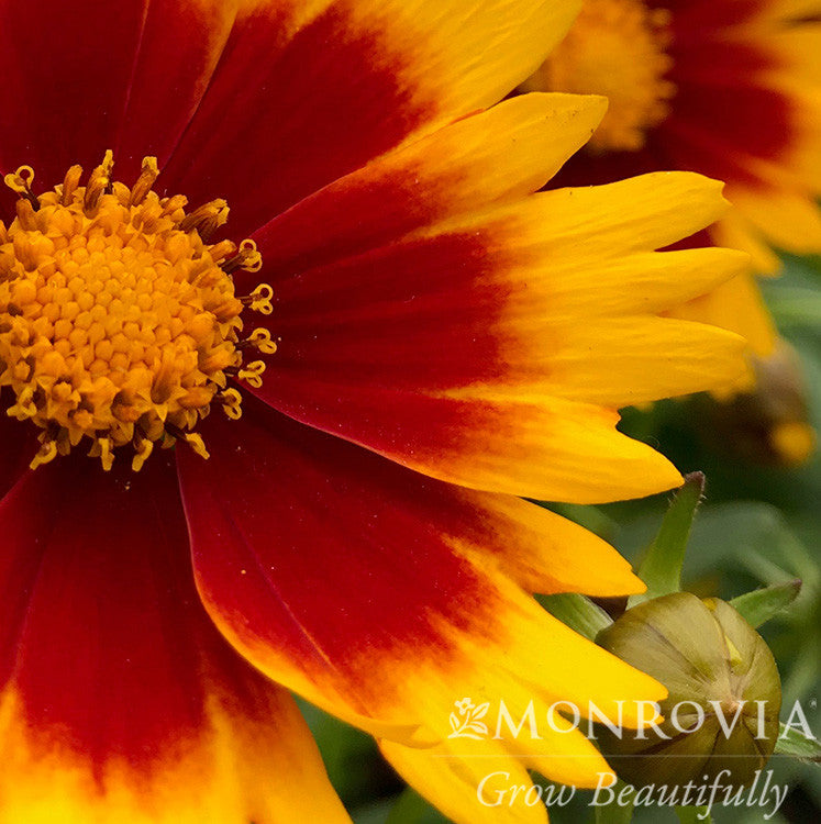 UpTick Gold & Bronze Coreopsis