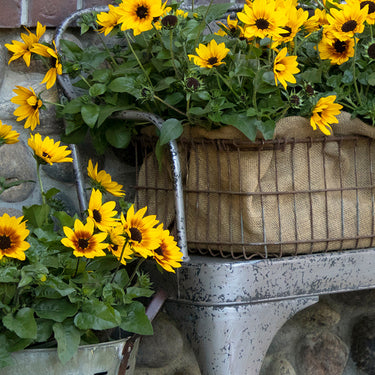 SunBelievable Brown Eyed Girl Helianthus - Monrovia