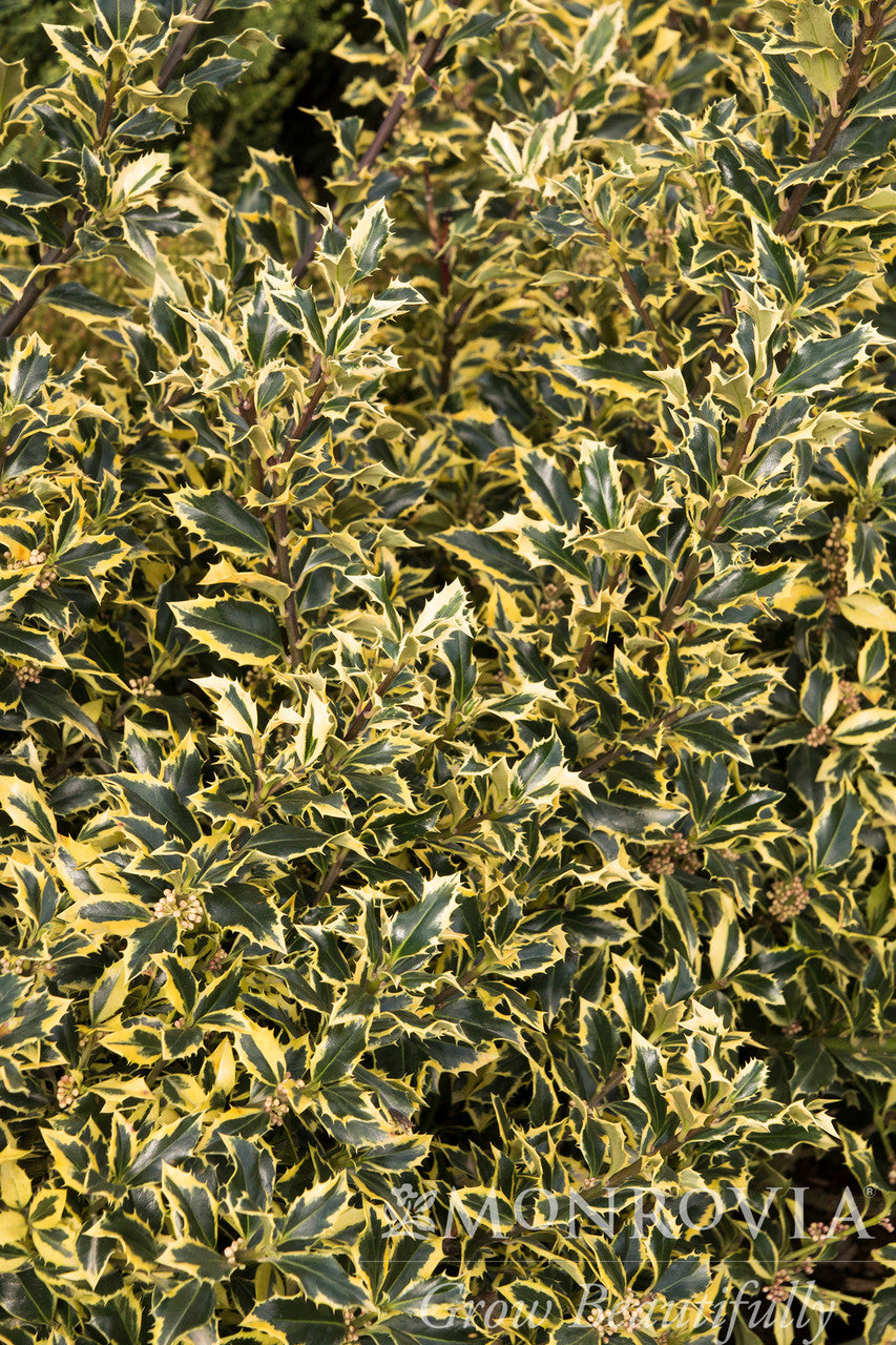 Gold Coast English Holly