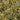 Gold Coast® English Holly - Monrovia