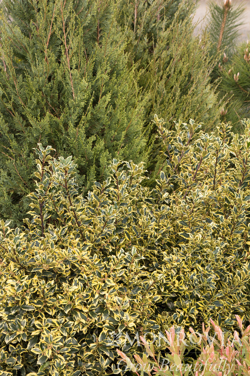 Gold Coast English Holly - Thumbnail 2