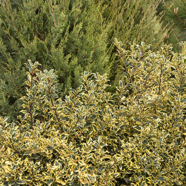 Gold Coast® English Holly - Monrovia