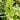 Angyo Star Tree Ivy - Monrovia