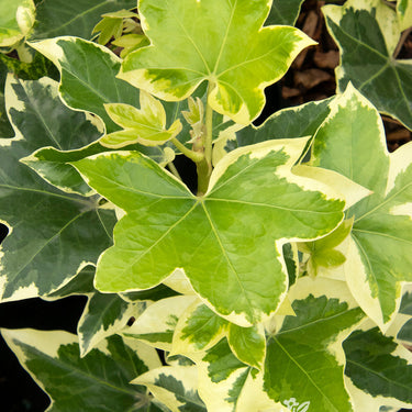 Angyo Star Tree Ivy - Monrovia