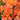 Colorita® Eliane® Orange Peruvian Lily - Monrovia