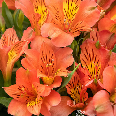Colorita® Eliane® Orange Peruvian Lily - Monrovia
