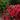 Colorita® Kate® Peruvian Lily - Monrovia