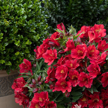 Colorita® Kate® Peruvian Lily - Monrovia
