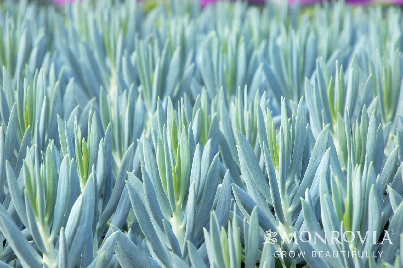 Senecio Mount Everest Big Blue Chalksticks