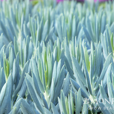 Mount Everest Big Blue Chalksticks - Monrovia