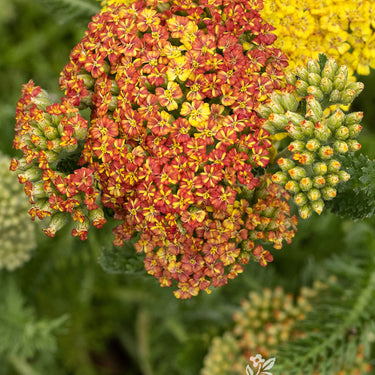 Desert Eve Terracotta Yarrow - Monrovia