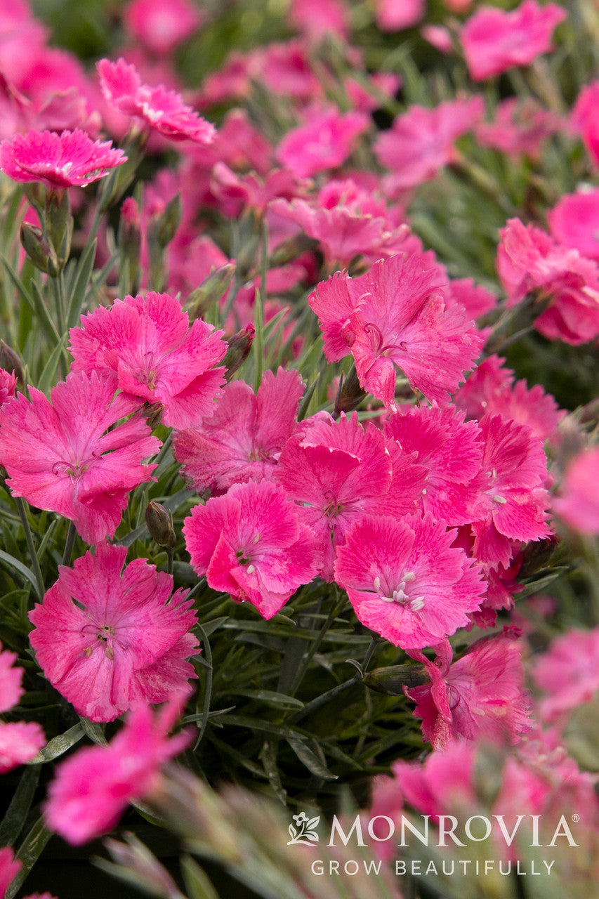 Vivid Bright Light Dianthus