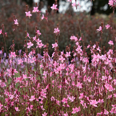 Steffi Dark Rose Gaura - Monrovia