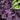 Forever® Purple Heuchera - Monrovia
