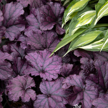 Forever® Purple Heuchera - Monrovia