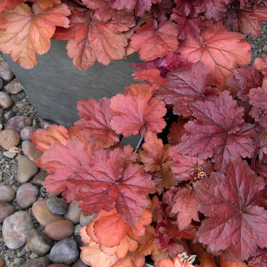 Forever® Red Heuchera - Monrovia