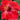 Jazzy Jewel® Ruby Hibiscus - Monrovia