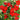 Tropical Breeze Velvet Red Mandevilla - Monrovia