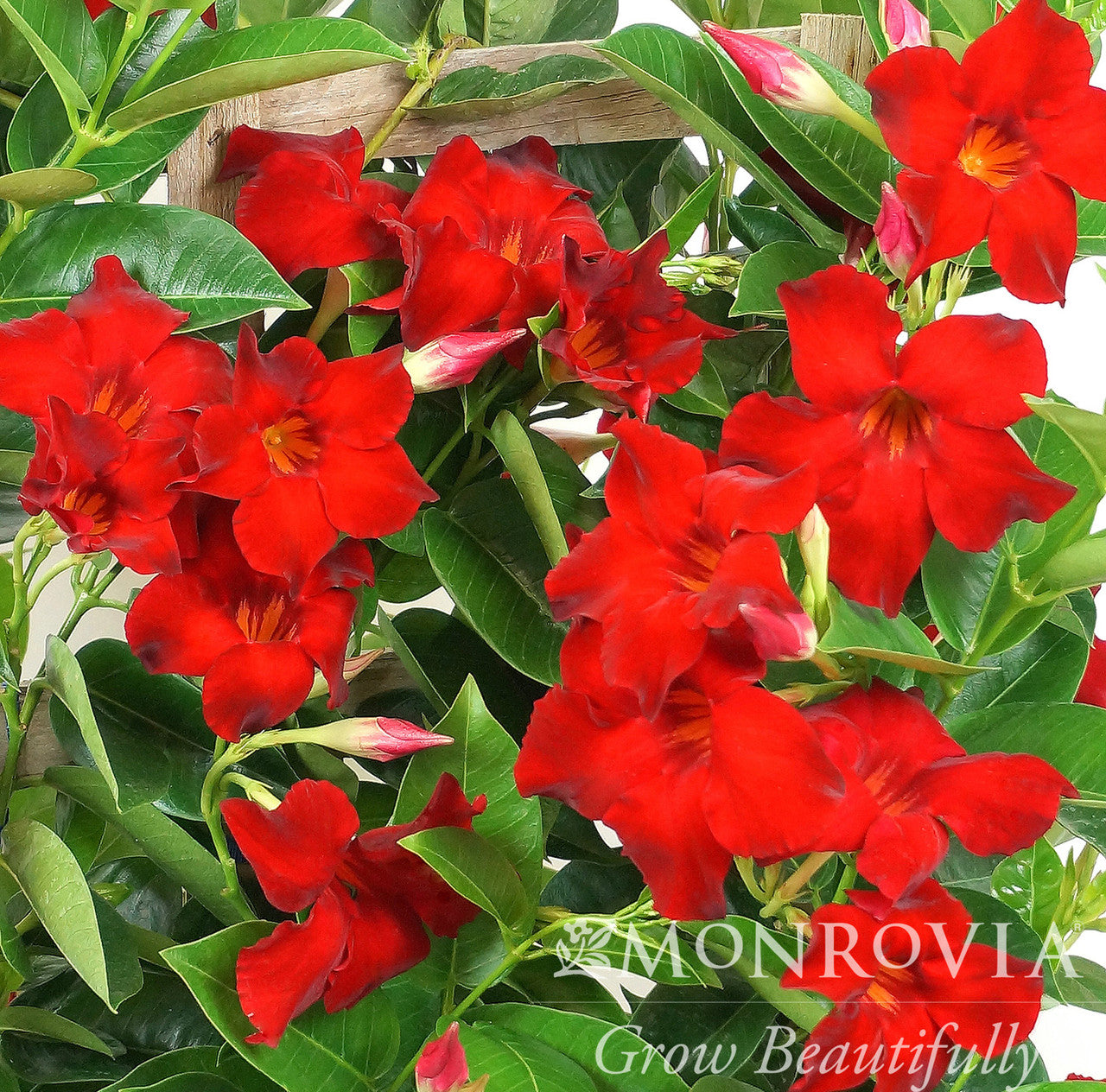 ハダキララ Tropical Breeze Velvet Red Mandevilla - Monrovia – Armstrong
