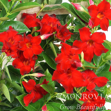 Tropical Breeze Velvet Red Mandevilla - Monrovia