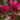 Burgundy Queen® Bougainvillea - Monrovia