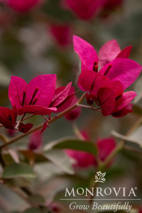 Burgundy Queen® Bougainvillea - Monrovia