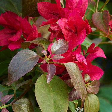 Burgundy Queen® Bougainvillea - Monrovia