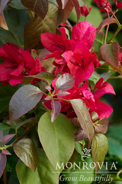 Burgundy Queen® Bougainvillea - Monrovia
