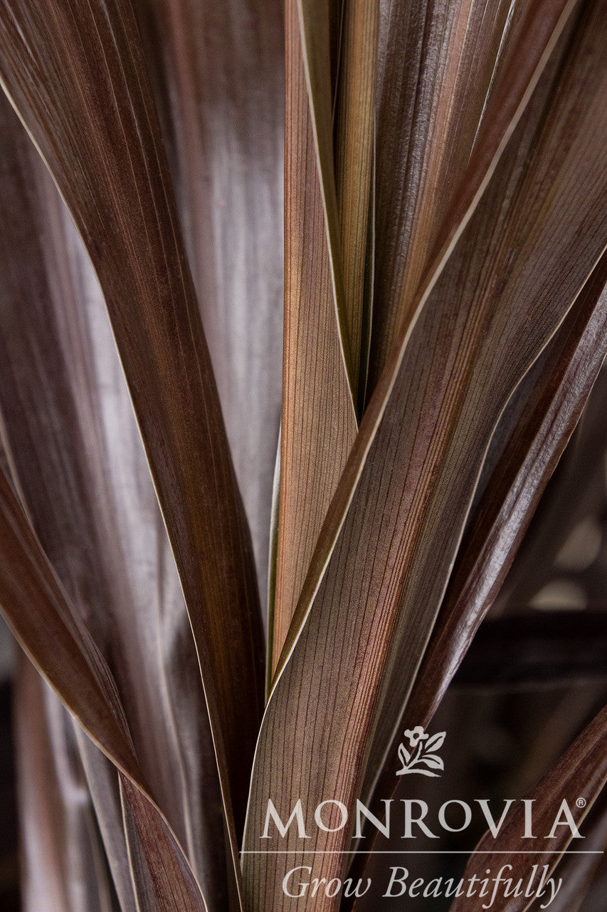 Superstar Cordyline - Thumbnail 2