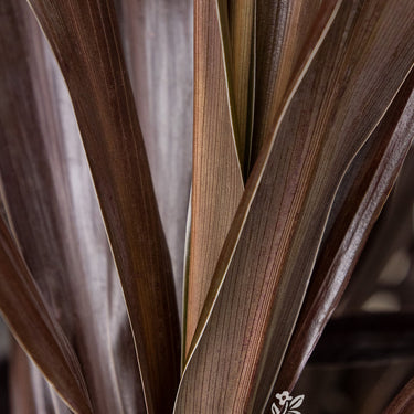 Superstar Cordyline - Monrovia